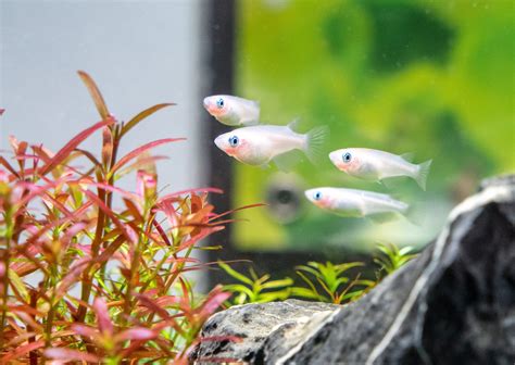rice fish|Japanese Rice Fish Care Guide .
